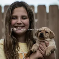 Velma, a female Labrador Retriever for sale in Bowersville, GA – Photo 3 of 9