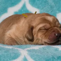 Velma, a female Labrador Retriever for sale in Bowersville, GA – Photo 6 of 9