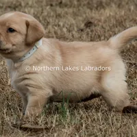 Velma, a female Labrador Retriever for sale in Bowersville, GA – Photo 2 of 9