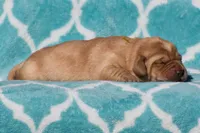 processed/4dbf1fb5-0dfe-4228-93f4-cfac9f049294/listing/35dfe413-d65b-4a57-9105-ebc60d07d981/8c96541e-1592-4e82-916c-db1f3c2dfad4