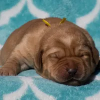 Velma, a female Labrador Retriever for sale in Bowersville, GA – Photo 7 of 9