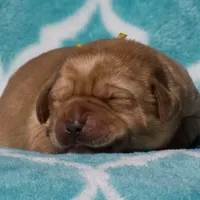 Velma, a female Labrador Retriever for sale in Bowersville, GA – Photo 5 of 9