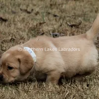 Velma, a female Labrador Retriever for sale in Bowersville, GA – Photo 4 of 9