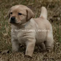 Velma, a female Labrador Retriever for sale in Bowersville, GA – Photo 1 of 9