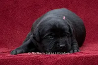 Nico, a male Labrador Retriever for sale in Bowersville, GA – 4 of 5