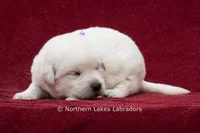Meredith, a female Labrador Retriever for sale in Bowersville, GA – 4 of 4