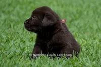 Emmie, a female Labrador Retriever for sale in Bowersville, GA – 5 of 6