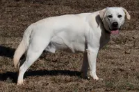 Oak, a male Labrador Retriever for sale in Bowersville, GA – 6 of 9
