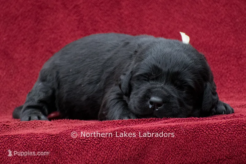 Nikki – Labrador Retriever puppy for sale in Bowersville, GA