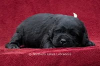 Nikki, a female Labrador Retriever for sale in Bowersville, GA – 1 of 3