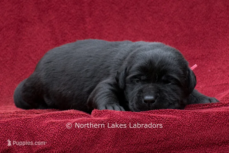 Nico – Labrador Retriever puppy for sale in Bowersville, GA