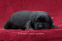 Nico, a male Labrador Retriever for sale in Bowersville, GA – 1 of 5