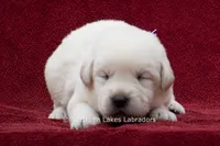 Meredith, a female Labrador Retriever for sale in Bowersville, GA – 3 of 4