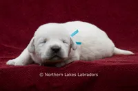 Mateo, a male Labrador Retriever for sale in Bowersville, GA – 2 of 4