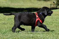 Ethan, a male Labrador Retriever for sale in Bowersville, GA – 3 of 9