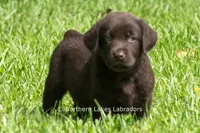 Eliza, a female Labrador Retriever for sale in Bowersville, GA – 2 of 8