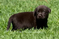 Eloise, a female Labrador Retriever for sale in Bowersville, GA – 1 of 5