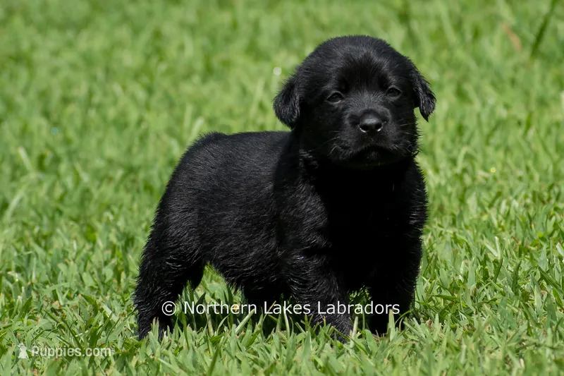 Edward – Labrador Retriever puppy for sale in Bowersville, GA