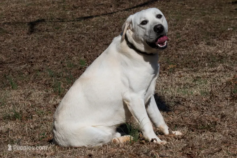 Oak – Labrador Retriever puppy for sale in Bowersville, GA