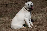 Oak, a male Labrador Retriever for sale in Bowersville, GA – 1 of 9