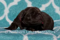 Scottie, a male Labrador Retriever for sale in Bowersville, GA – Photo 5 of 6