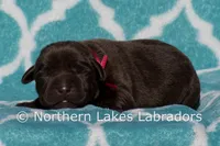 Scottie, a male Labrador Retriever for sale in Bowersville, GA – Photo 1 of 6