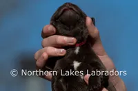 Scottie, a male Labrador Retriever for sale in Bowersville, GA – Photo 2 of 6