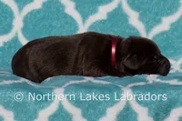 Scottie, a male Labrador Retriever for sale in Bowersville, GA – Photo 6 of 6