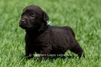Eric, a male Labrador Retriever for sale in Bowersville, GA – 2 of 4