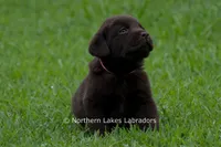 Ezra, a male Labrador Retriever for sale in Bowersville, GA – 3 of 7