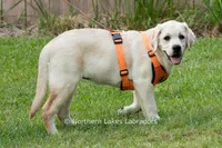 Londyn, a female Labrador Retriever for sale in Bowersville, GA – 2 of 7