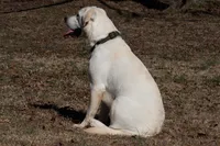 Oak, a male Labrador Retriever for sale in Bowersville, GA – 8 of 9