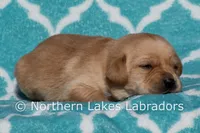 Felix, a male Labrador Retriever for sale in Bowersville, GA – Photo 4 of 4