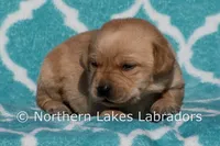 Felix, a male Labrador Retriever for sale in Bowersville, GA – Photo 2 of 4