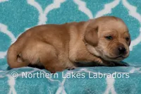 Felix, a male Labrador Retriever for sale in Bowersville, GA – Photo 3 of 4