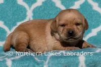 Felix, a male Labrador Retriever for sale in Bowersville, GA – Photo 1 of 4