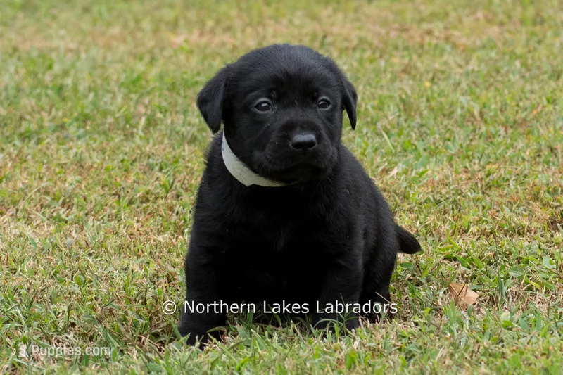 Nico – Labrador Retriever puppy for sale in Bowersville, GA