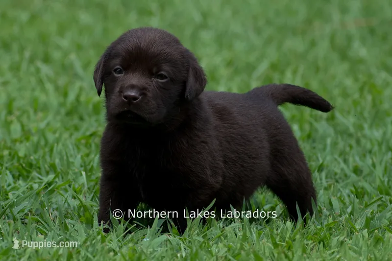 Emmie – Labrador Retriever puppy for sale in Bowersville, GA