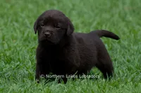 Emmie, a female Labrador Retriever for sale in Bowersville, GA – 1 of 6
