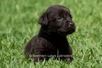 Eric, a male Labrador Retriever for sale in Bowersville, GA – 4 of 4
