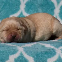 Vera, a female Labrador Retriever for sale in Bowersville, GA – Photo 4 of 7