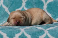 Vera, a female Labrador Retriever for sale in Bowersville, GA – Photo 4 of 7