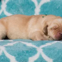 Vera, a female Labrador Retriever for sale in Bowersville, GA – Photo 7 of 7