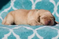 Vera, a female Labrador Retriever for sale in Bowersville, GA – Photo 7 of 7