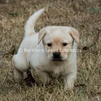 Vera, a female Labrador Retriever for sale in Bowersville, GA – Photo 2 of 7