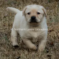 Vera, a female Labrador Retriever for sale in Bowersville, GA – Photo 1 of 7