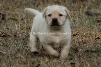 Vera, a female Labrador Retriever for sale in Bowersville, GA – Photo 1 of 7