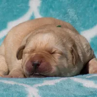 Vera, a female Labrador Retriever for sale in Bowersville, GA – Photo 6 of 7