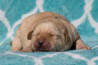 Vera, a female Labrador Retriever for sale in Bowersville, GA – Photo 6 of 7