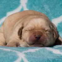 Vera, a female Labrador Retriever for sale in Bowersville, GA – Photo 5 of 7